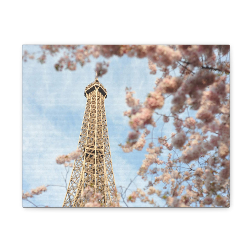 Cherry Blossoms Canvas Gallery Wraps