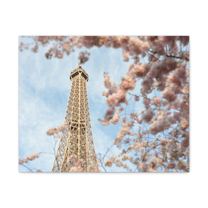 Cherry Blossoms Canvas Gallery Wraps